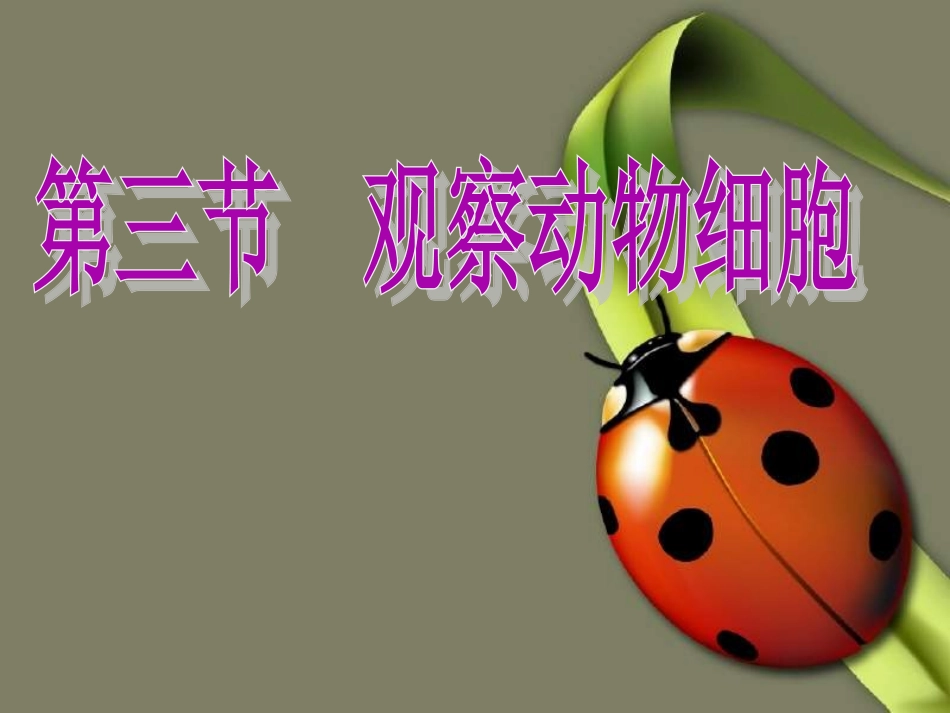 【】观察动物细胞课件_第1页