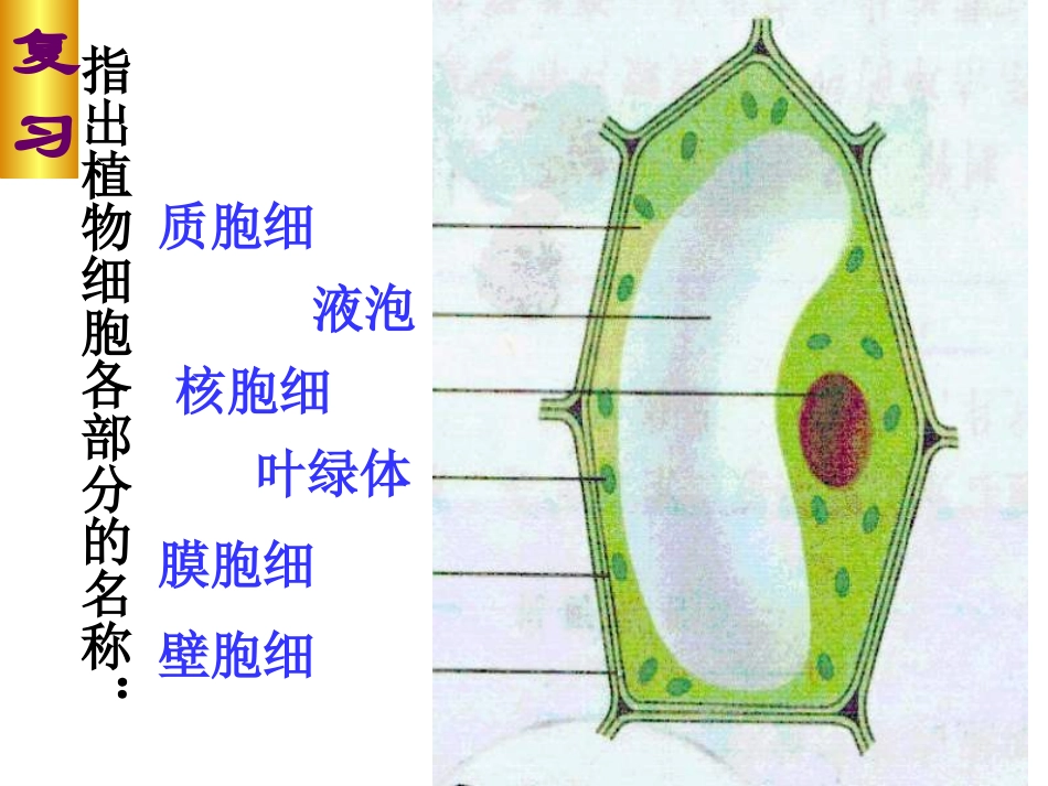 【】观察动物细胞课件_第3页