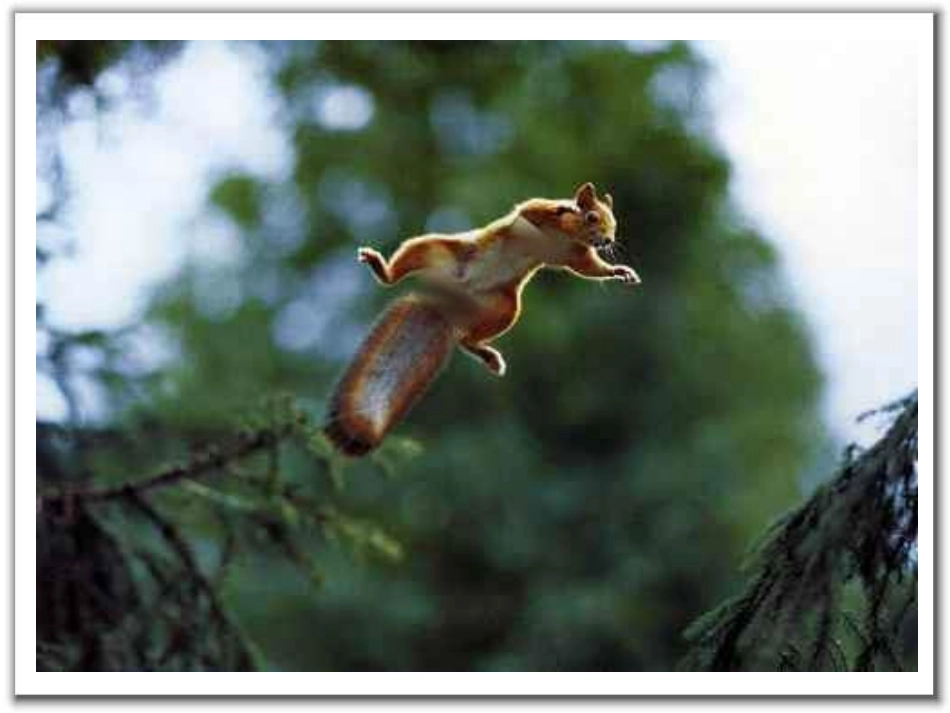 《松鼠》PPT课件讲_第3页