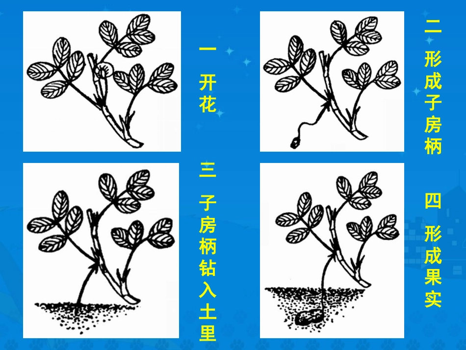 《落花生》课堂演示课件_第3页