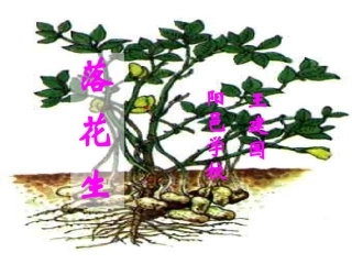 《落花生》课堂演示课件