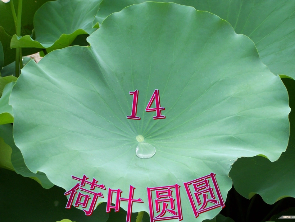 《荷叶圆圆》PPT课件 (2)_第2页