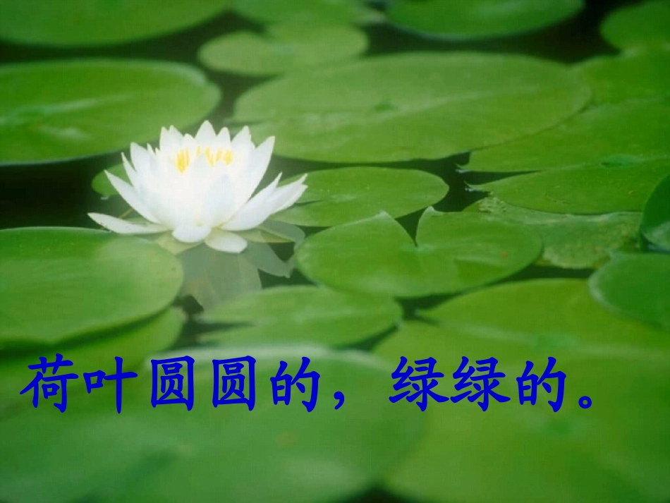 《荷叶圆圆》PPT课件 (2)_第3页