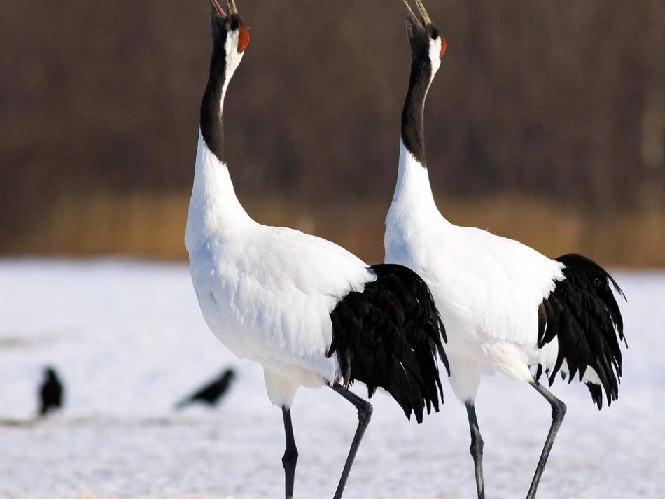 一个真实的故事初中音乐课件 (2)_第3页