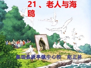 《老人与海鸥》课件 (3)