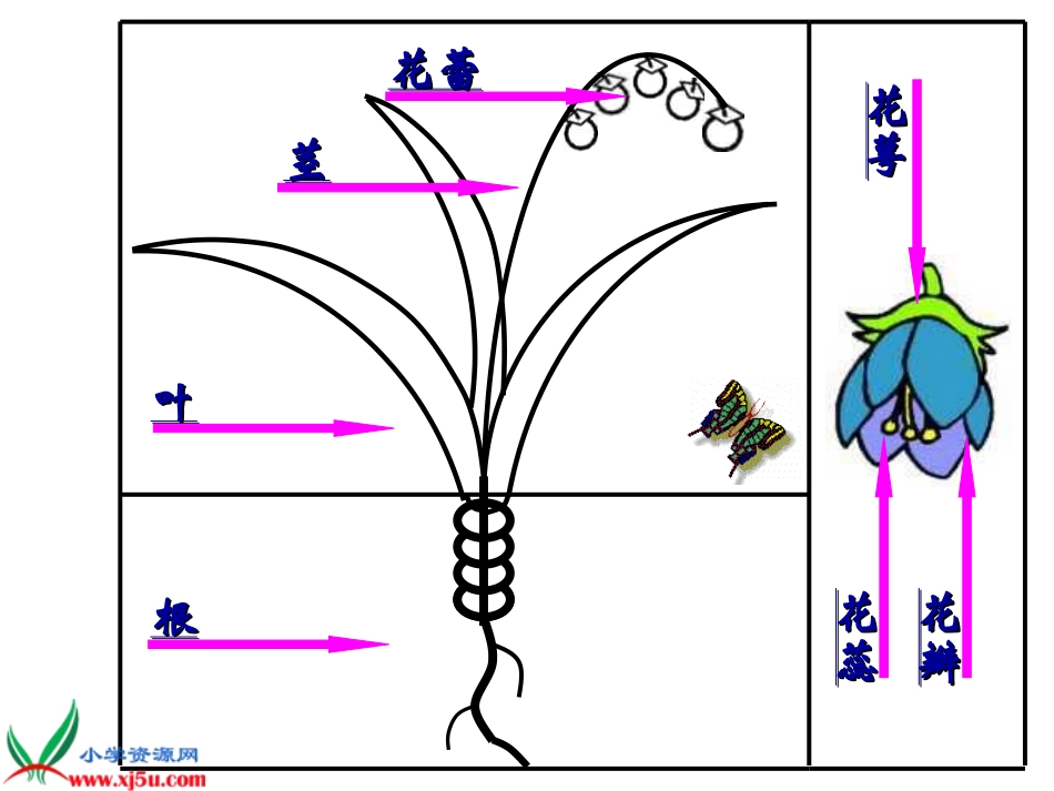 《茂密的花》课件(人美版二年级美术下册课件)_第2页