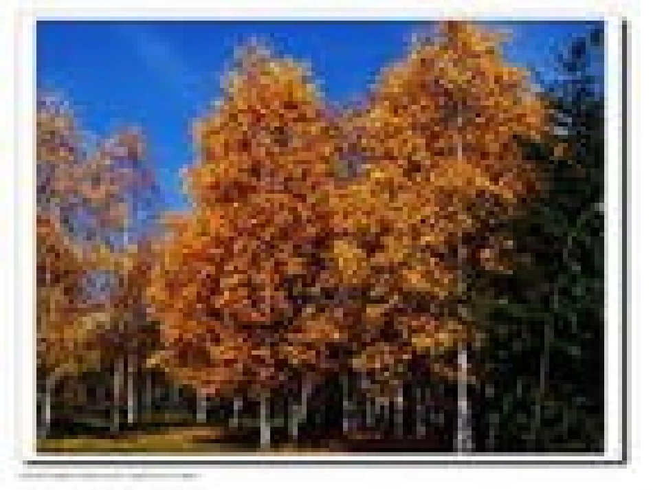 《美丽的小兴安岭》课件 (5)_第2页