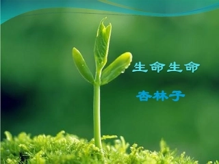 《生命生命》课件PPT