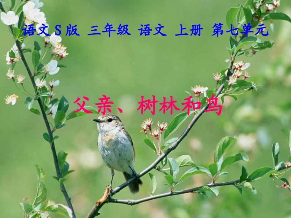 《父亲、树林和鸟》课件(语文S版三年级语文上册课件)_第1页