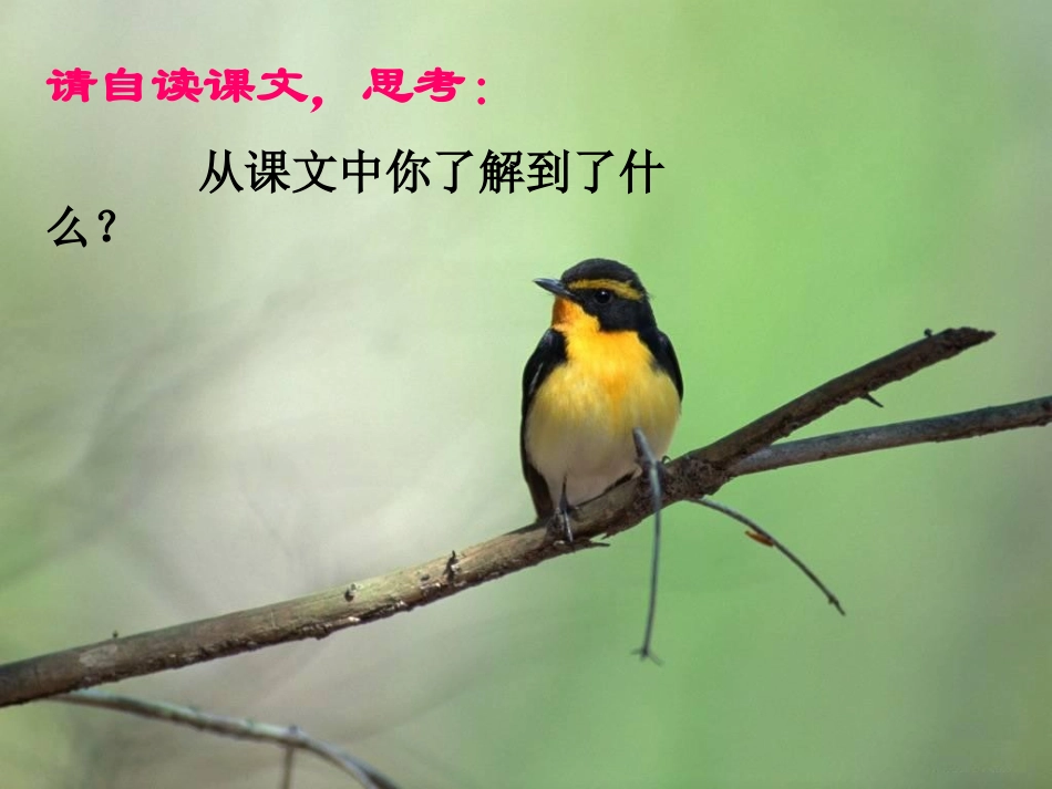 《父亲、树林和鸟》课件(语文S版三年级语文上册课件)_第2页