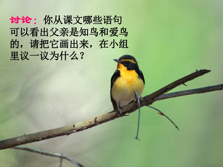 《父亲、树林和鸟》课件(语文S版三年级语文上册课件)_第3页