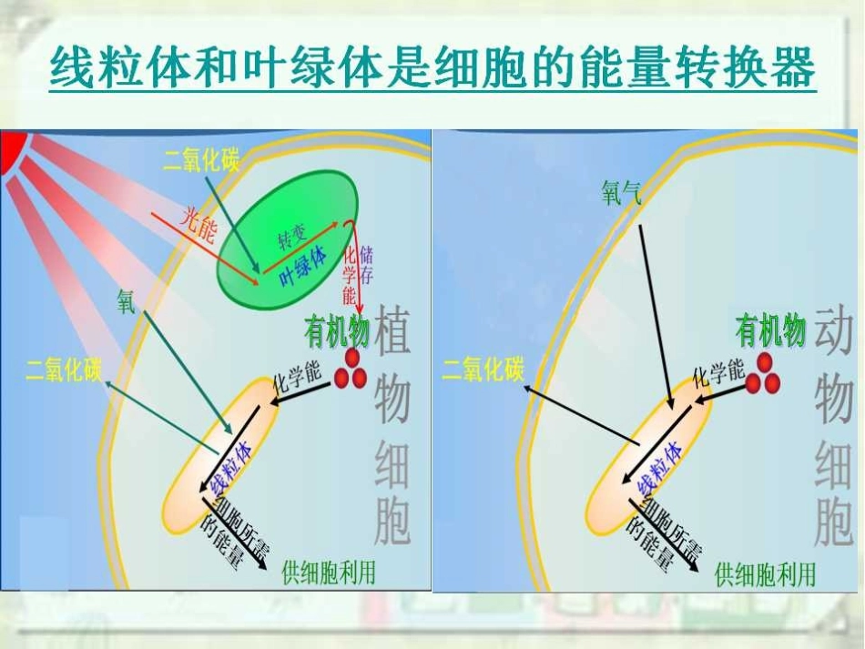 《细胞的生活》——孙艳侠_第3页
