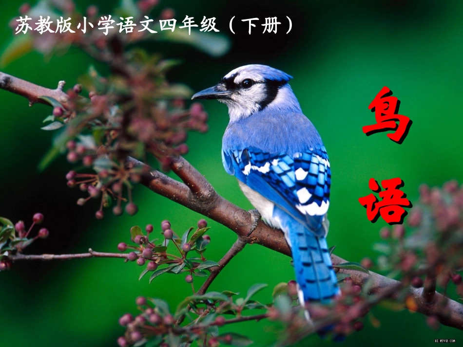 《鸟语》第一课时_第1页