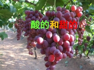 《酸的和甜的》教学课件