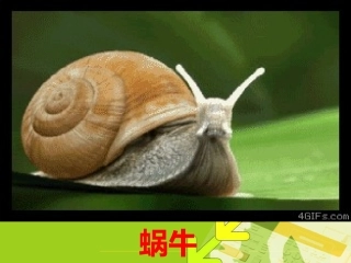 《校园里的小动物》