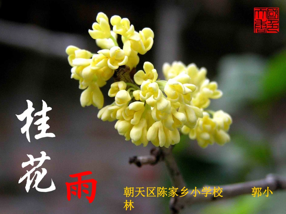 《桂花雨》教学课件PPT_第1页