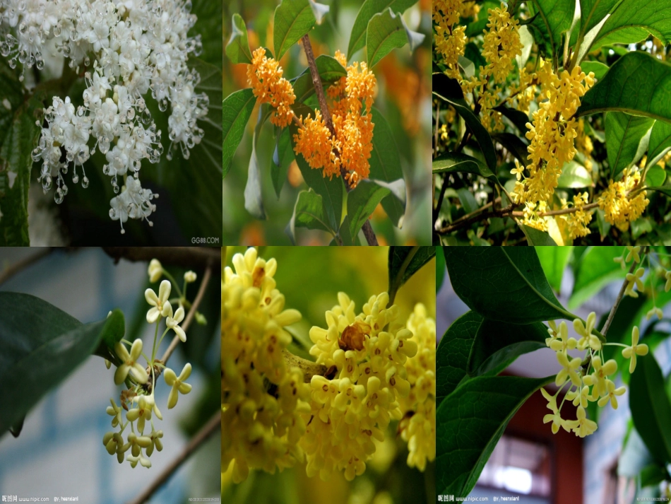 《桂花雨》教学课件PPT_第2页