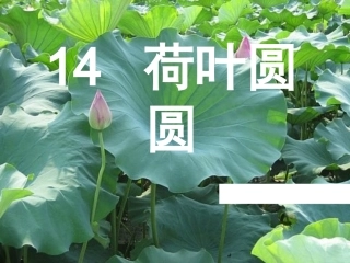 《荷叶圆圆》课件