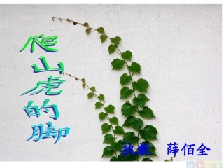 《爬山虎的脚》薛