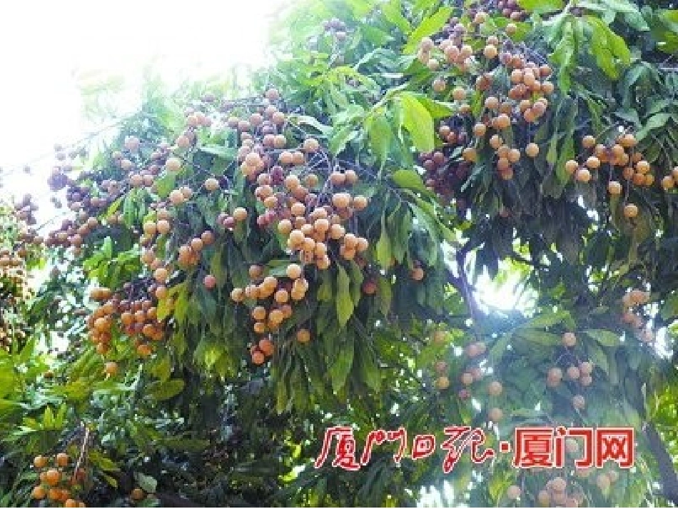 《摘果子》演示文稿_第2页