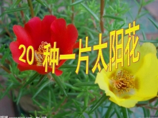 【种一片太阳花】PPT课件
