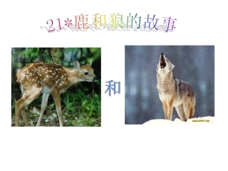 《鹿和狼的故事》课件2