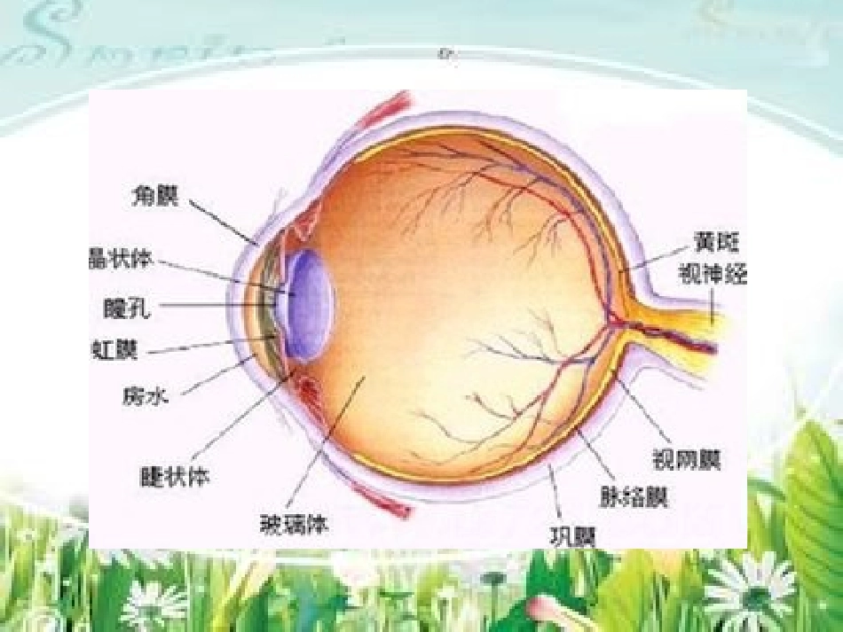 《永生的眼睛》_第3页