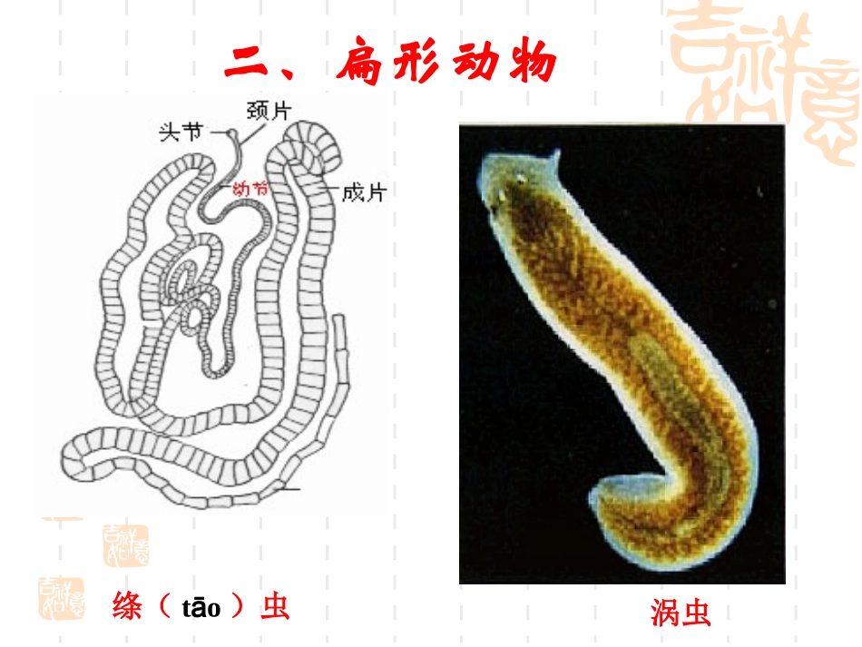 《扁形动物》课件_第2页