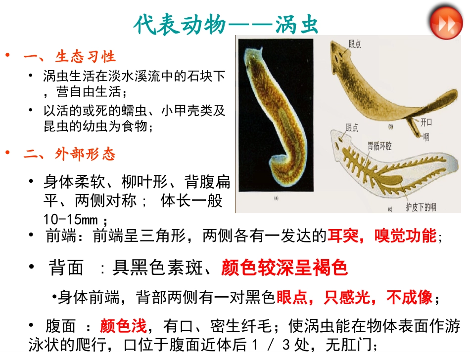 《扁形动物》课件_第3页