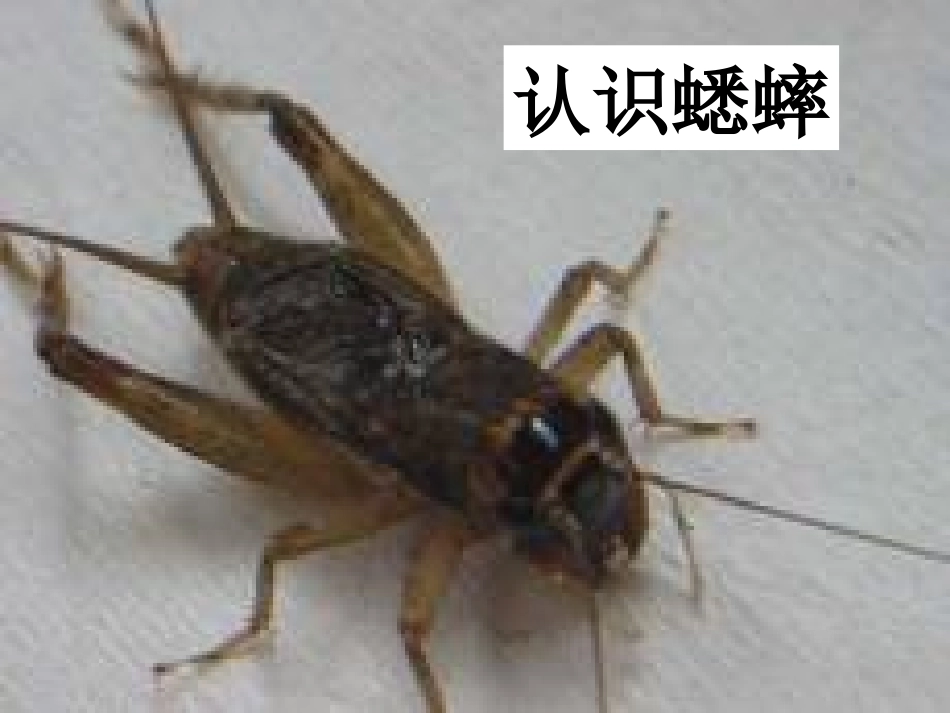 《蟋蟀的住宅》课件_第2页