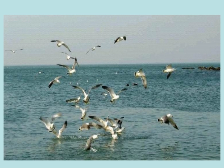 《鸟岛》PPT课件(苏教版二年级语文下册课件)2013_第3页