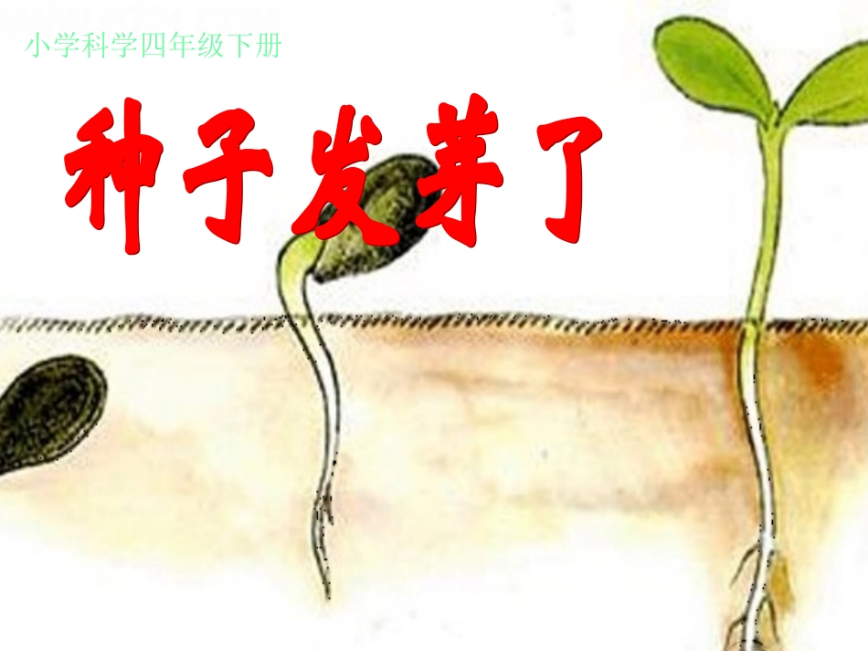 《种子发芽了》小学科学课件_第1页