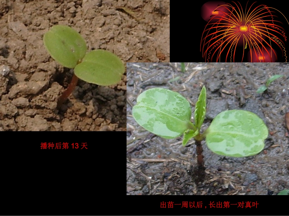 《种子发芽了》小学科学课件_第2页
