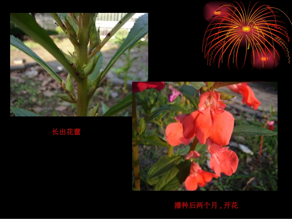 《种子发芽了》小学科学课件_第3页