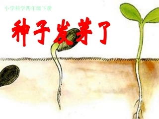 《种子发芽了》小学科学课件