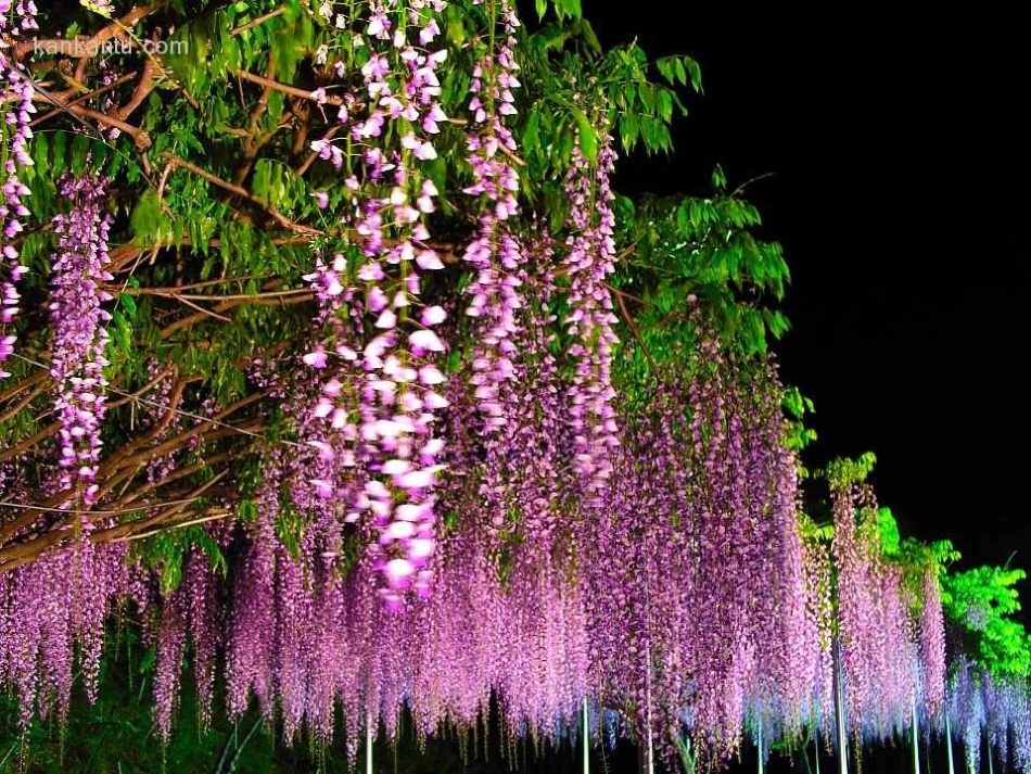 《紫藤萝瀑布》 (2)_第3页