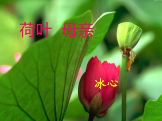 《荷叶母亲》课件11