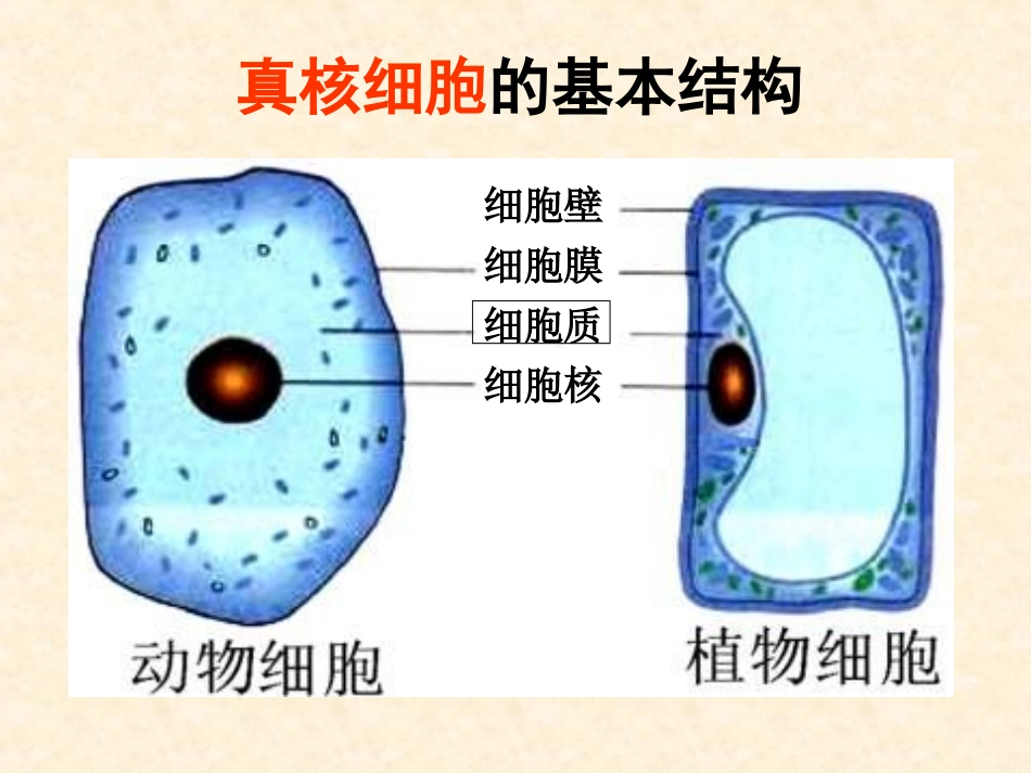 【生物】32细胞器系统内的分工合作课件1_第2页