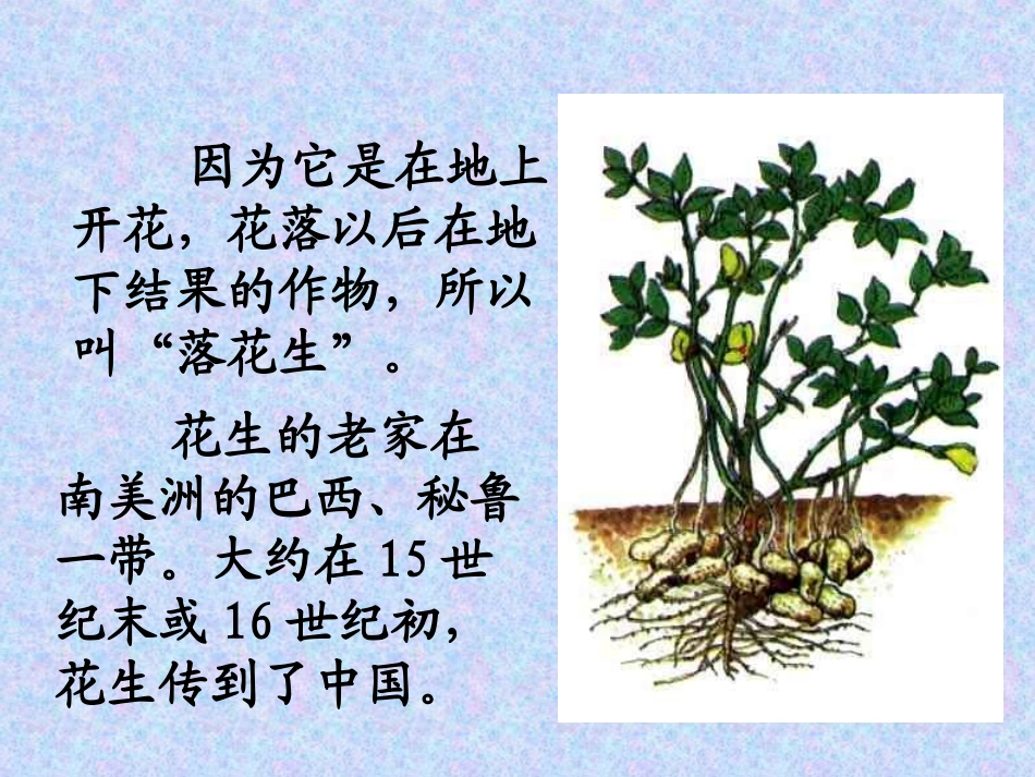 《落花生》课件胡小妮_第2页