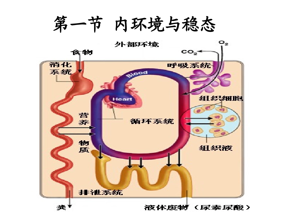 【正】内环境与稳态_第2页