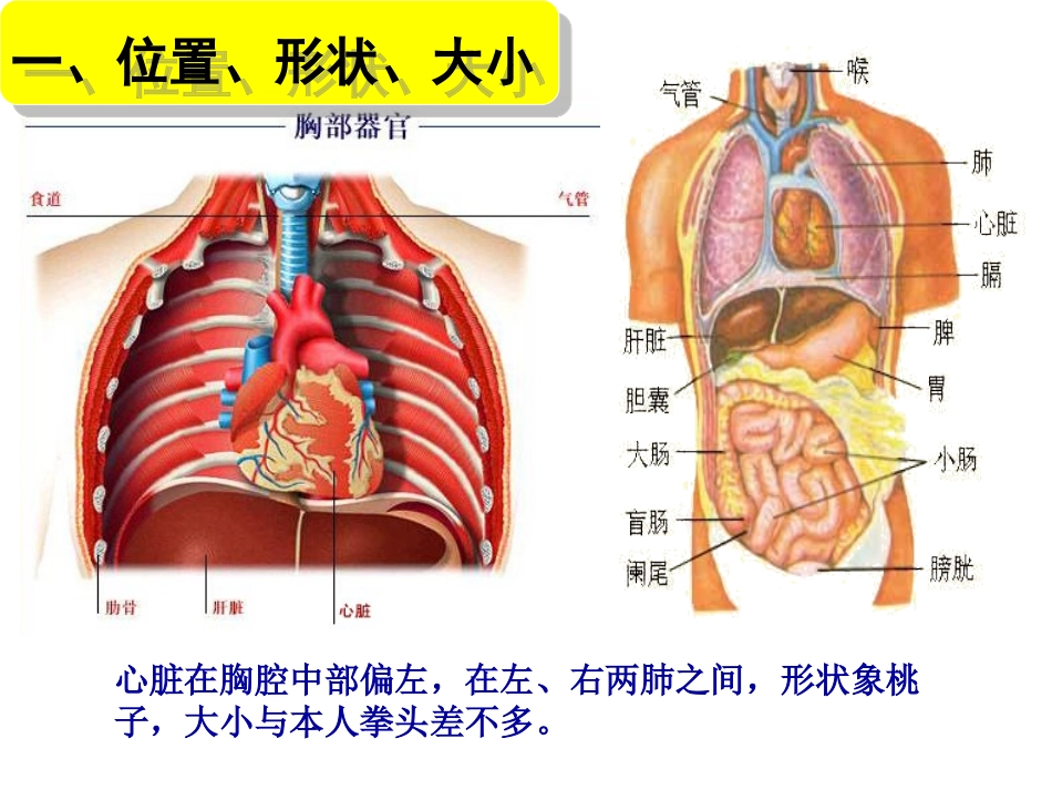 《输送血液的泵-心脏》-教学课件_第2页