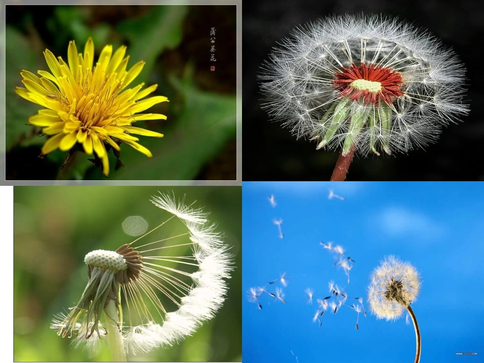 《金色的草地》PPT课件 (4)_第3页