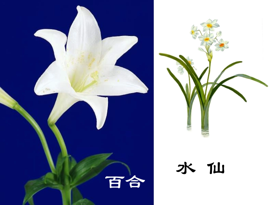 《花钟》课件 (2)_第1页