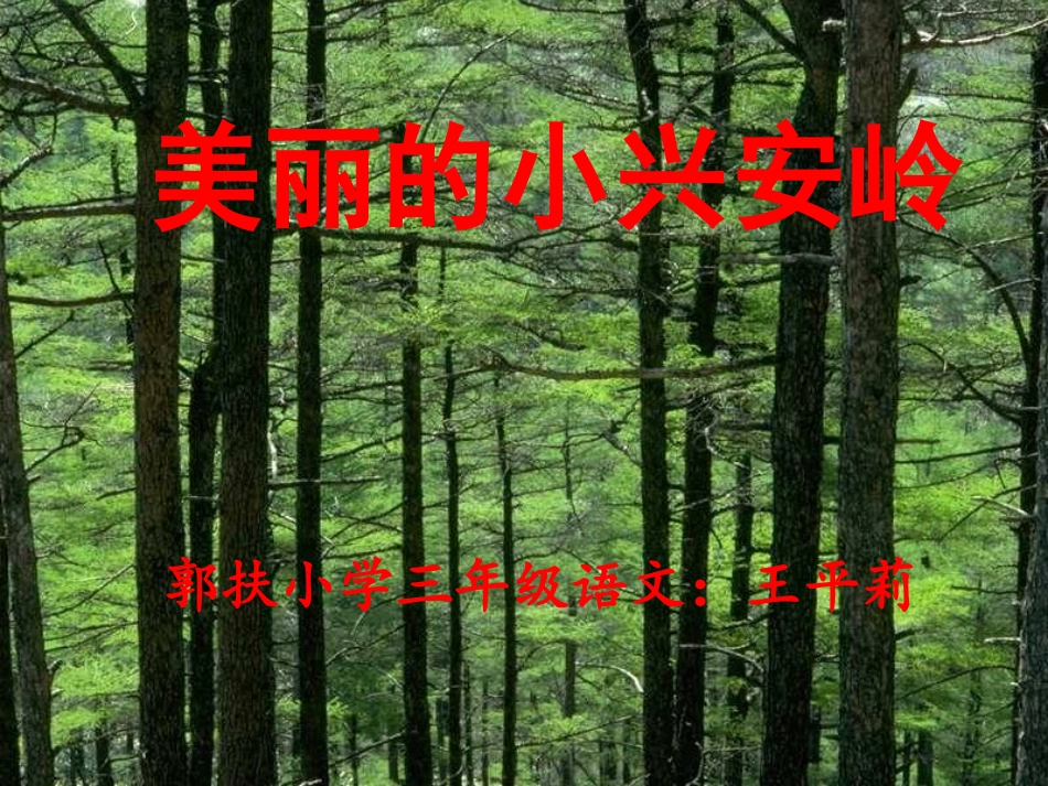 《美丽的小兴安岭》课件 (3)_第1页