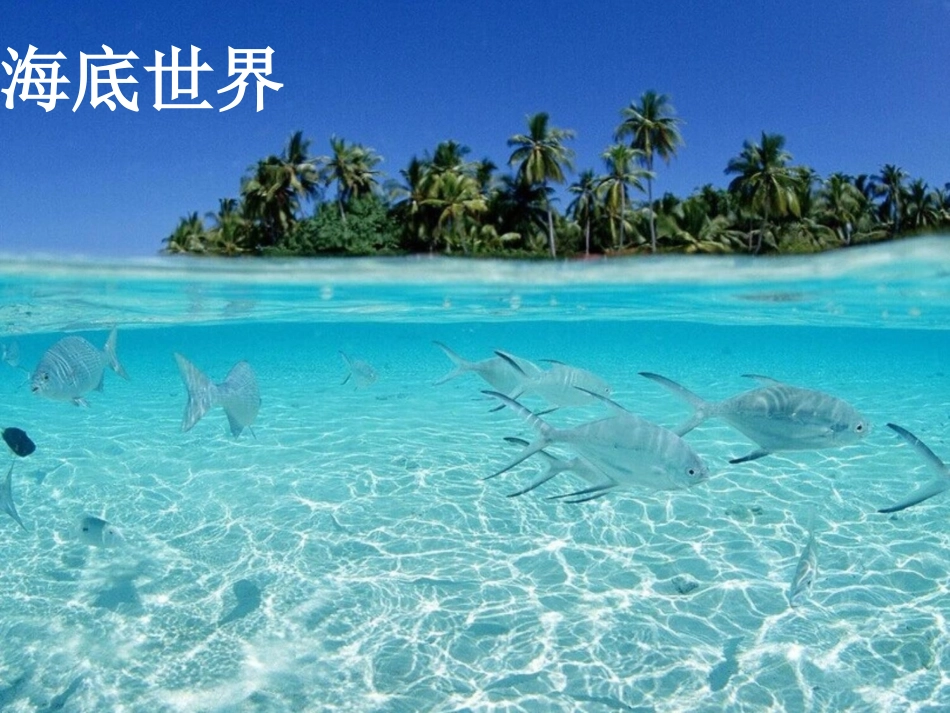 《有趣的海洋馆》课件_第3页