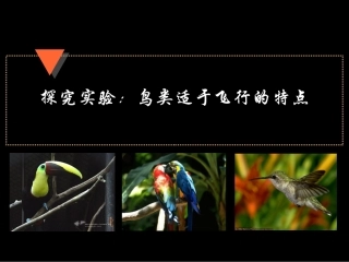 《探究实验：鸟类适合飞行的特点》说课课件