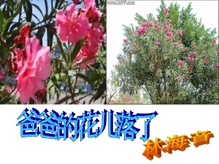 《爸爸的花儿落了》 (2)