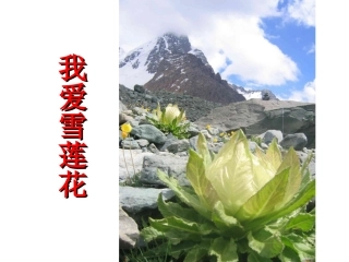 《我爱雪莲花》课件2