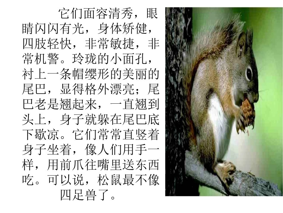 《跑进家来的松鼠》公开课88_第2页