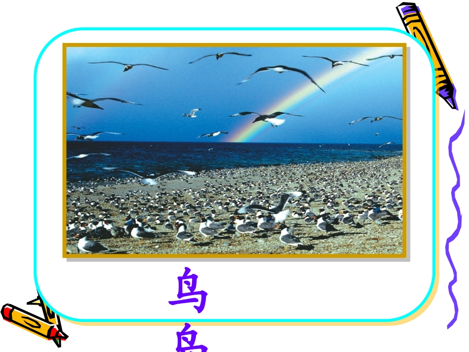 《鸟岛》PPT课件_第1页